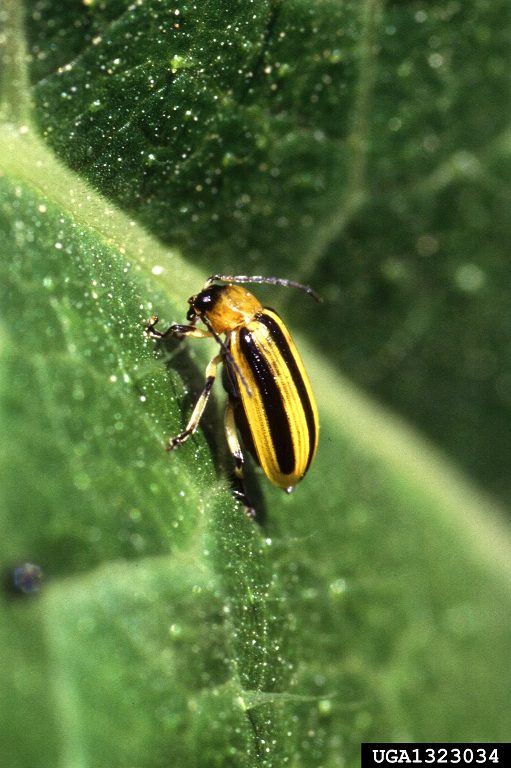 Figure 1. Striped cucumber beetle.