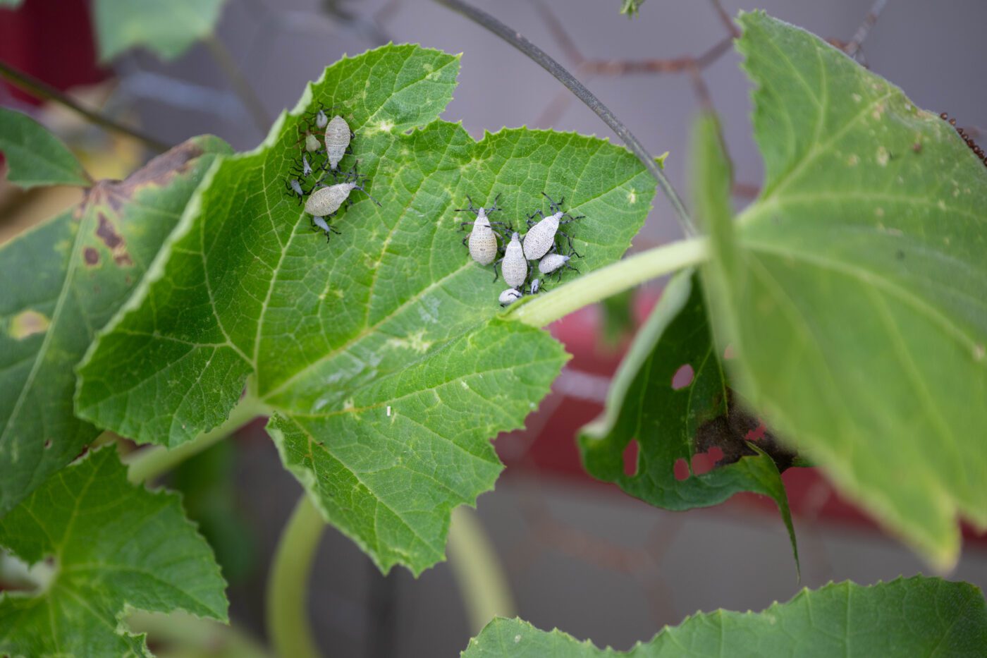 Figure 2. Squash bug nymphs.
