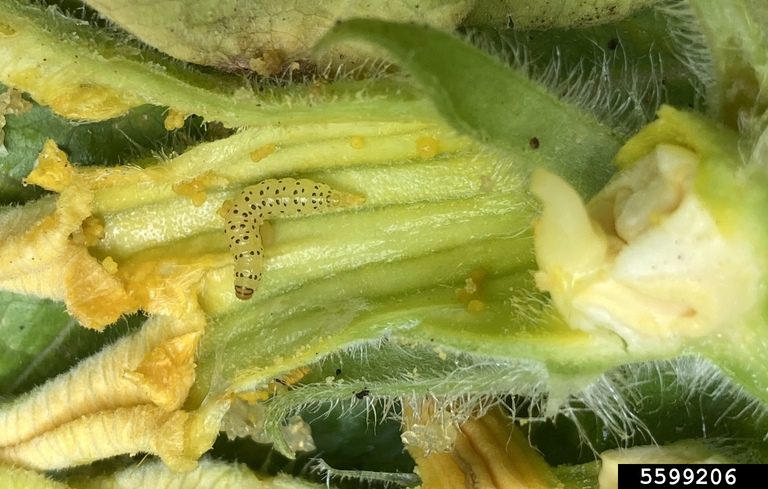 Figure 3. Pickleworm larva.