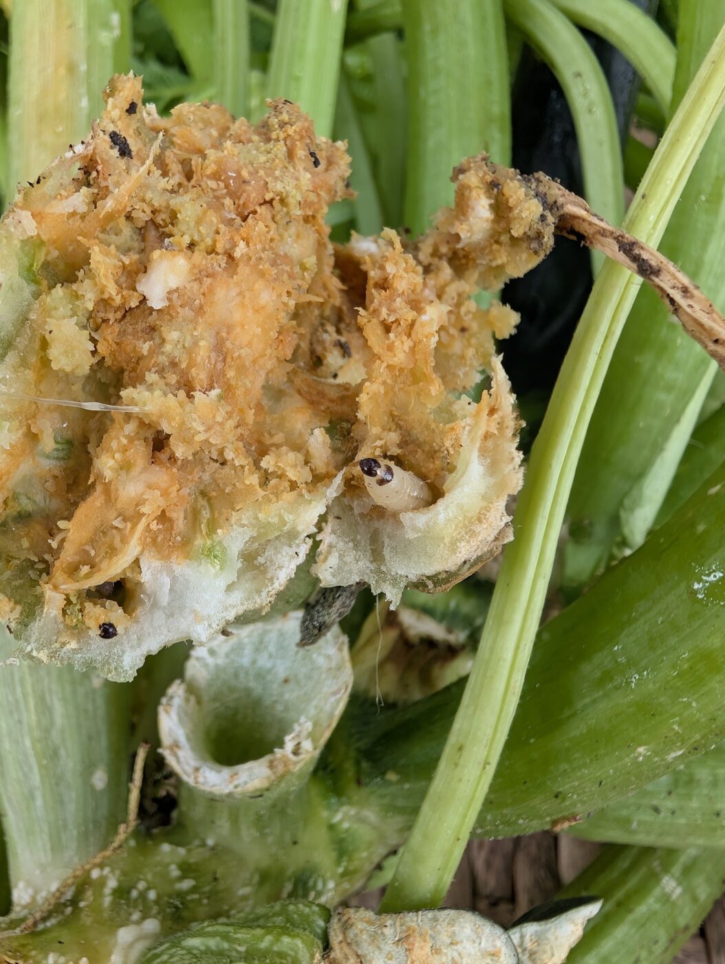 Figure 4. Squash vine borer and characteristic damage on fruit.