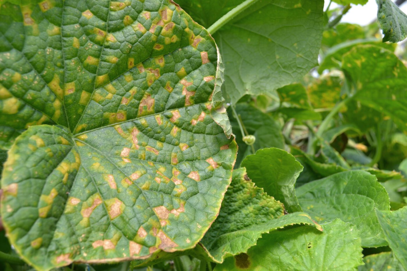 Figure 5. Leaves affected by downy mildew.