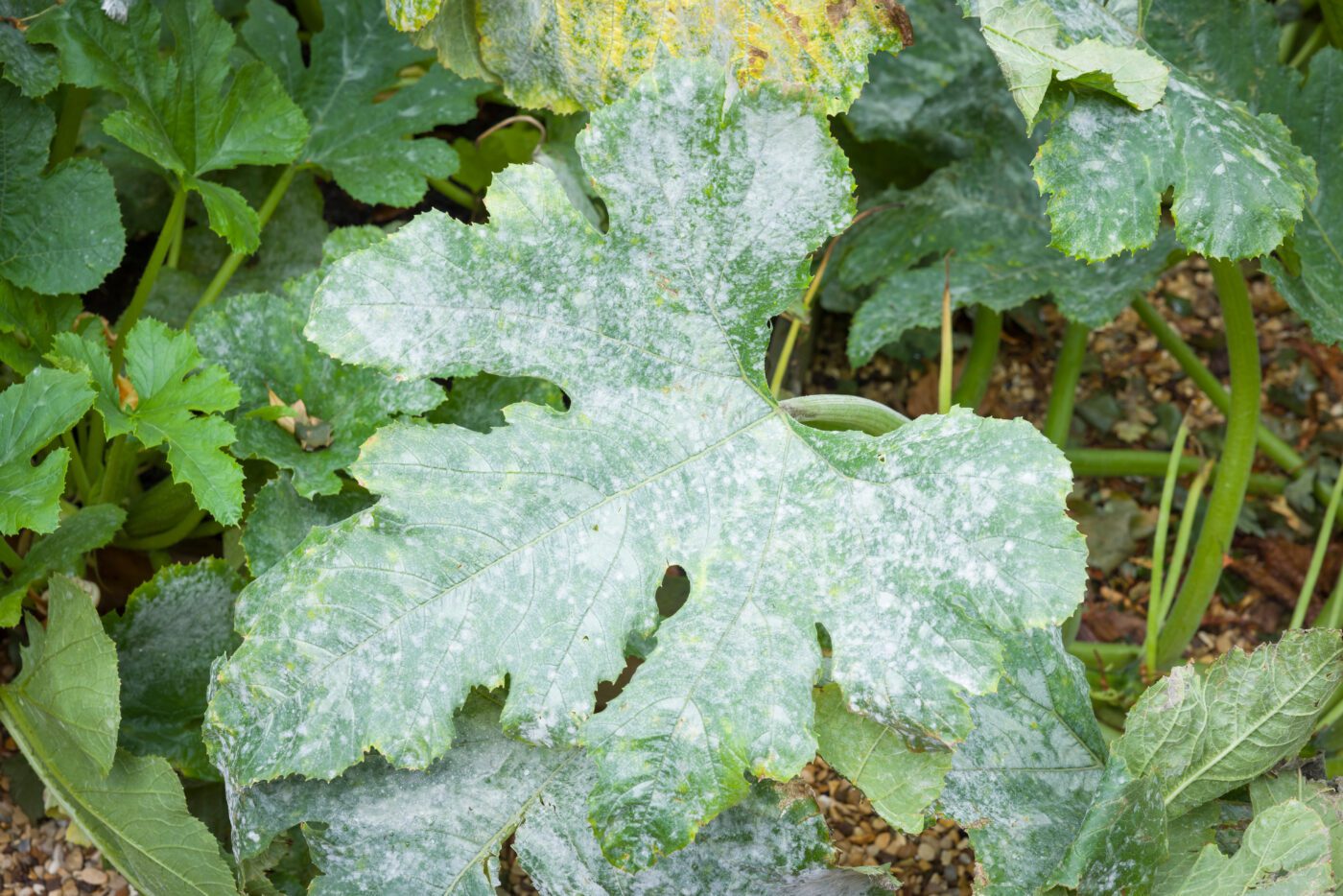 Figure 6. Powdery mildew on squash leaves.