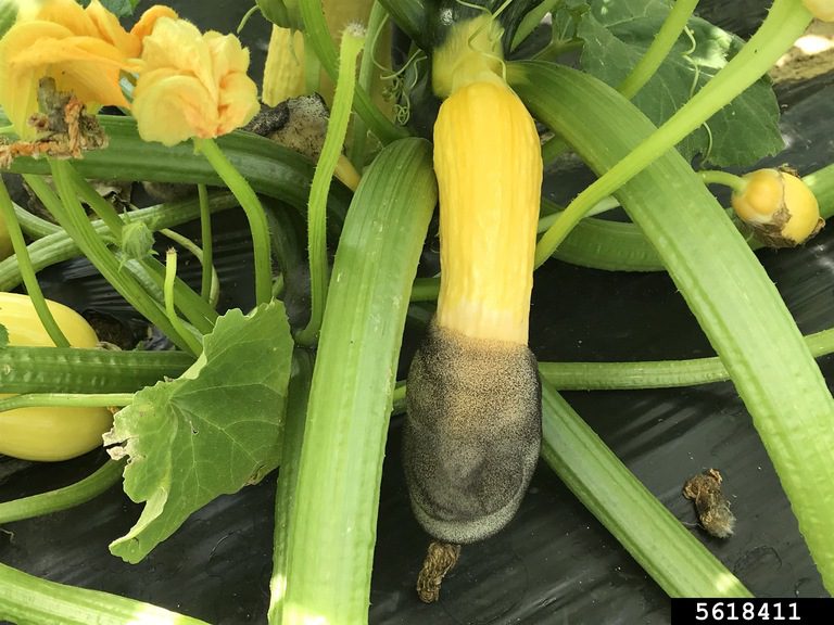 Figure 7. Choanephora wet rot on squash.