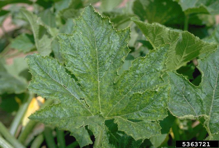 Figure 8. Distorted squash leaf infected with a mosaic-type virus.