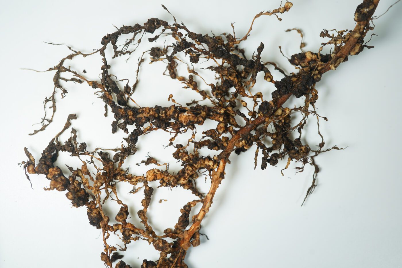Figure 9. Root-knot disease caused by nematodes.