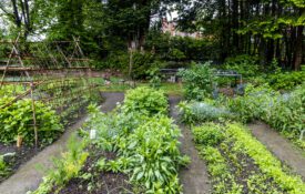 Urban vegetable garden, Watermael-Boitsfort, Brussels, Belgium advertising for Free Homestead Day