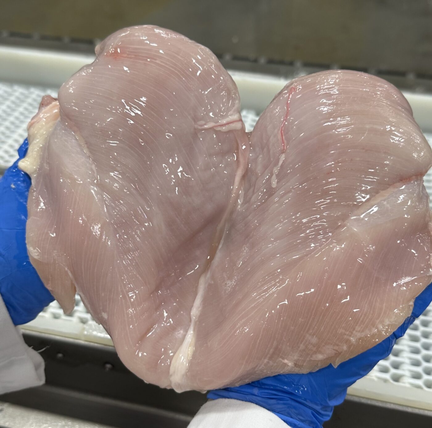 Figure 1. Boneless, skinless whole chicken breast.