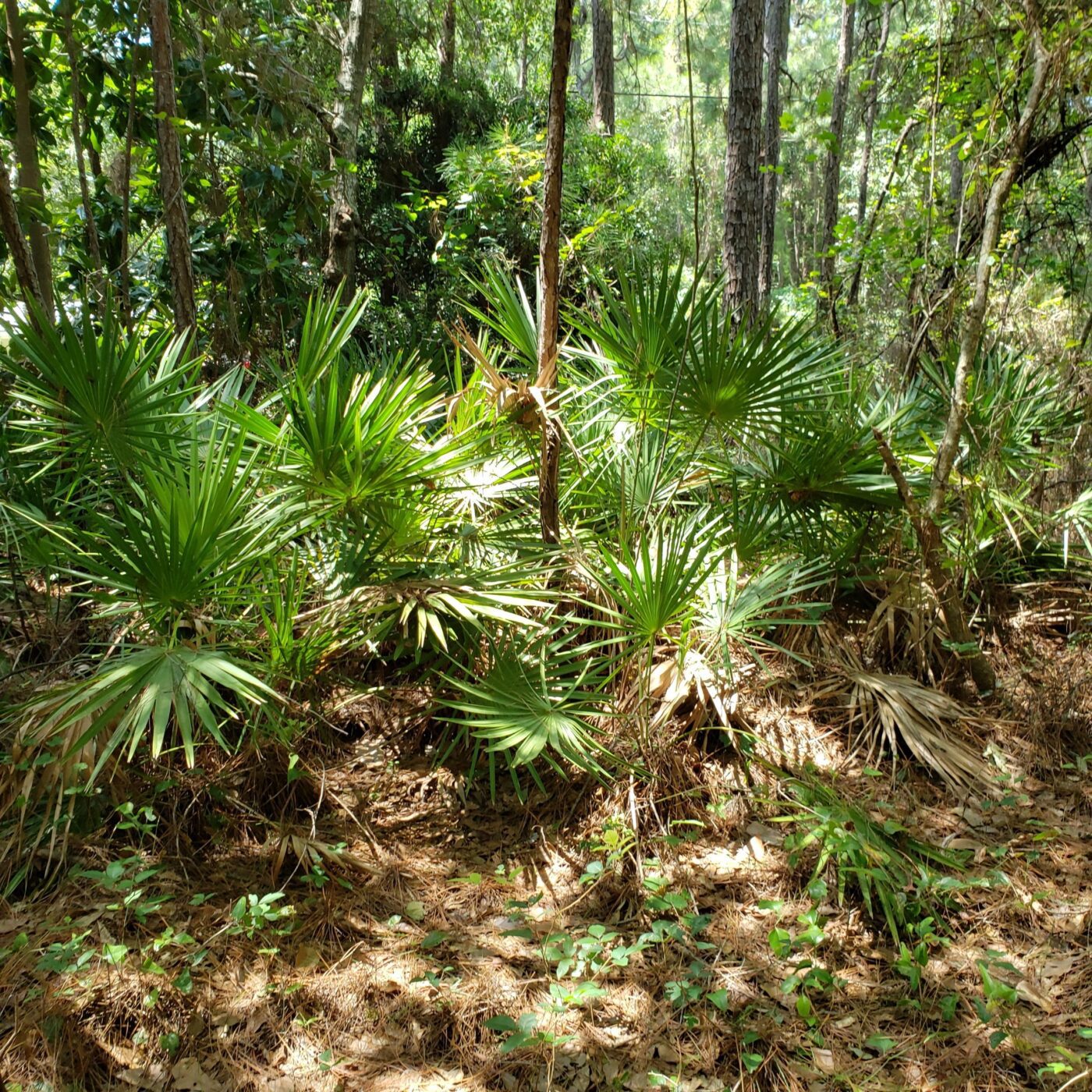 Saw palmetto growing in a forested area.