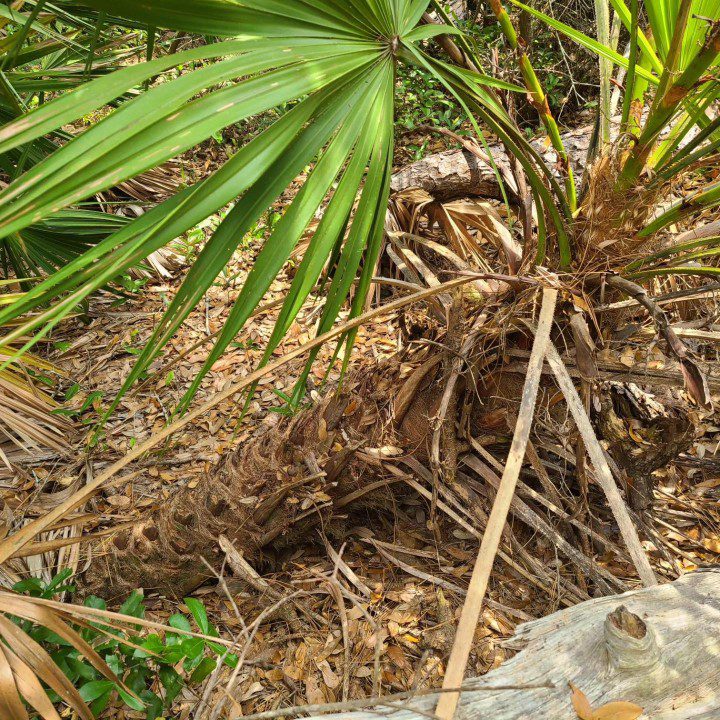 Saw palmetto trunk, which grows along the ground.