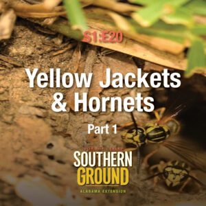 A square image of yellow jackets coming out of a ground nest. The image has the following words: S1E20 Yellow Jackets & Hornets Part 1 and the Southern Ground Alabama Extension logo at the bottom.