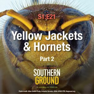 A square image of a European hornets face close up. The image has the following words: S1E21 Yellow Jackets & Hornets Part 2 and the Southern Ground Alabama Extension logo at the bottom.