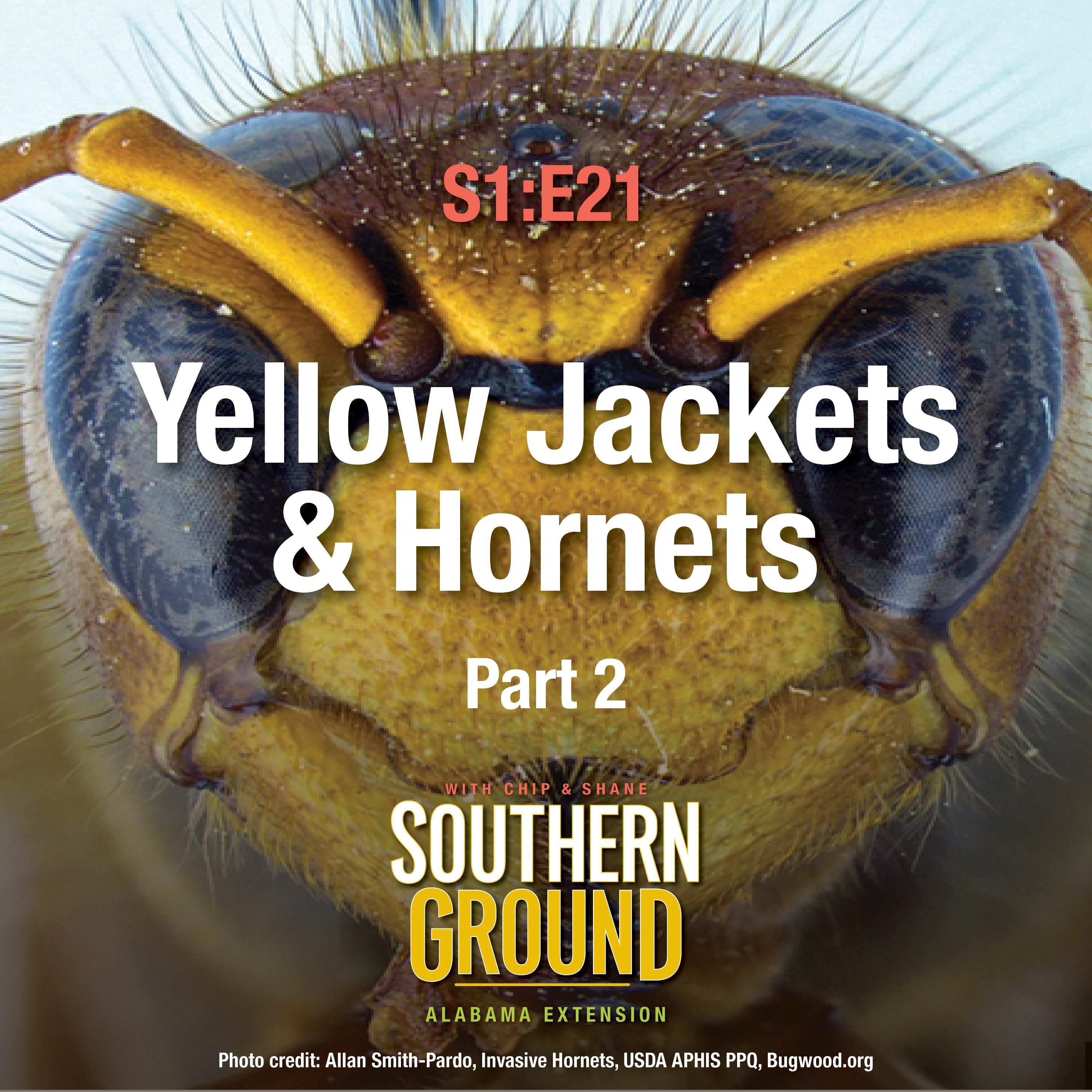 A square image of a European hornets face close up. The image has the following words: S1E21 Yellow Jackets & Hornets Part 2 and the Southern Ground Alabama Extension logo at the bottom.