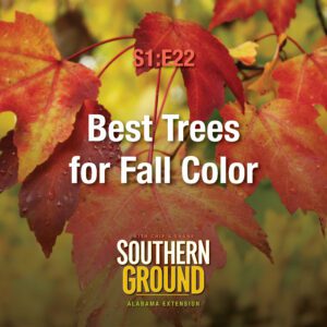 A square image of red and yellow fall leaves. The image has the following words: S1E22 Best Trees for Fall Color and the Southern Ground Alabama Extension logo at the bottom.