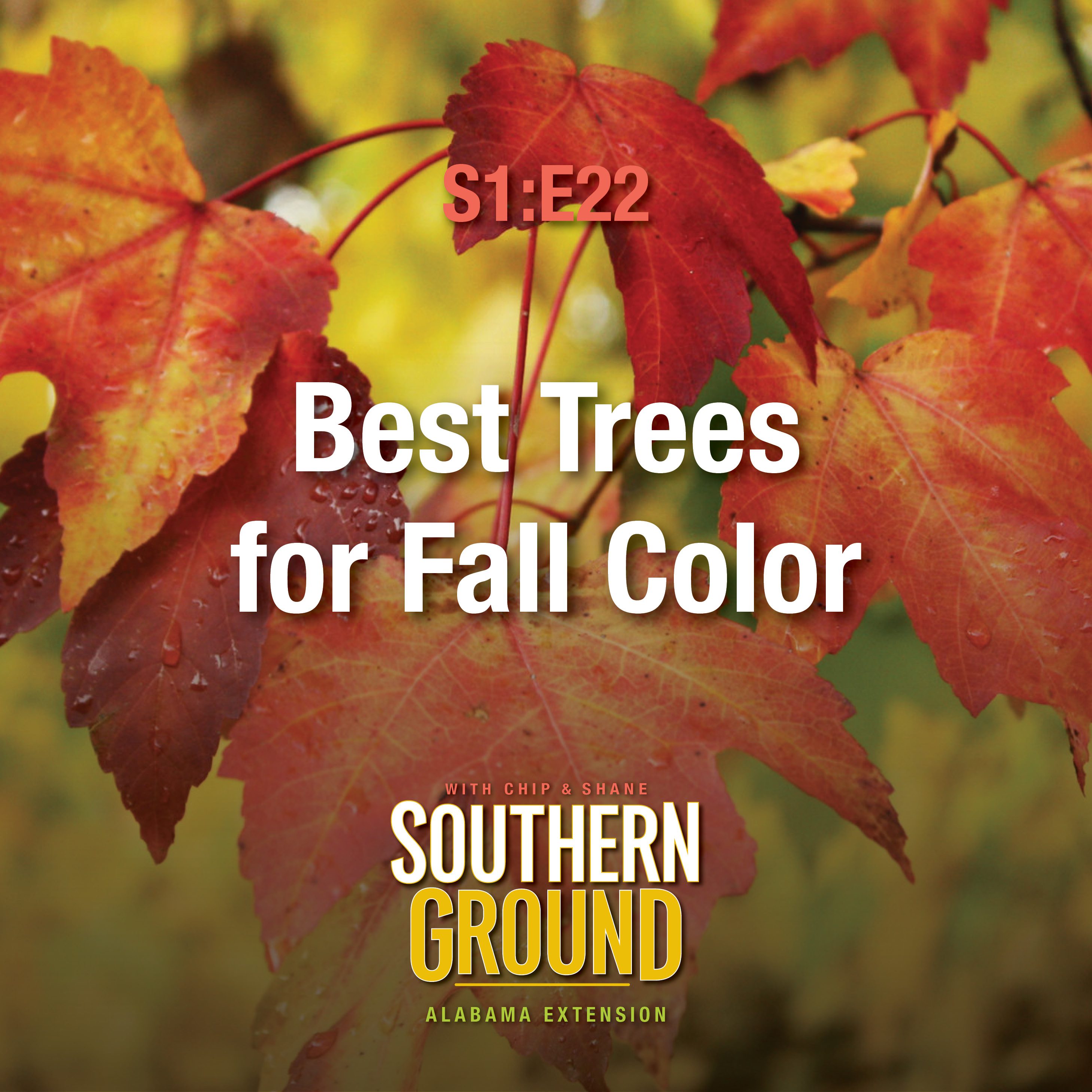 A square image of red and yellow fall leaves. The image has the following words: S1E22 Best Trees for Fall Color and the Southern Ground Alabama Extension logo at the bottom.
