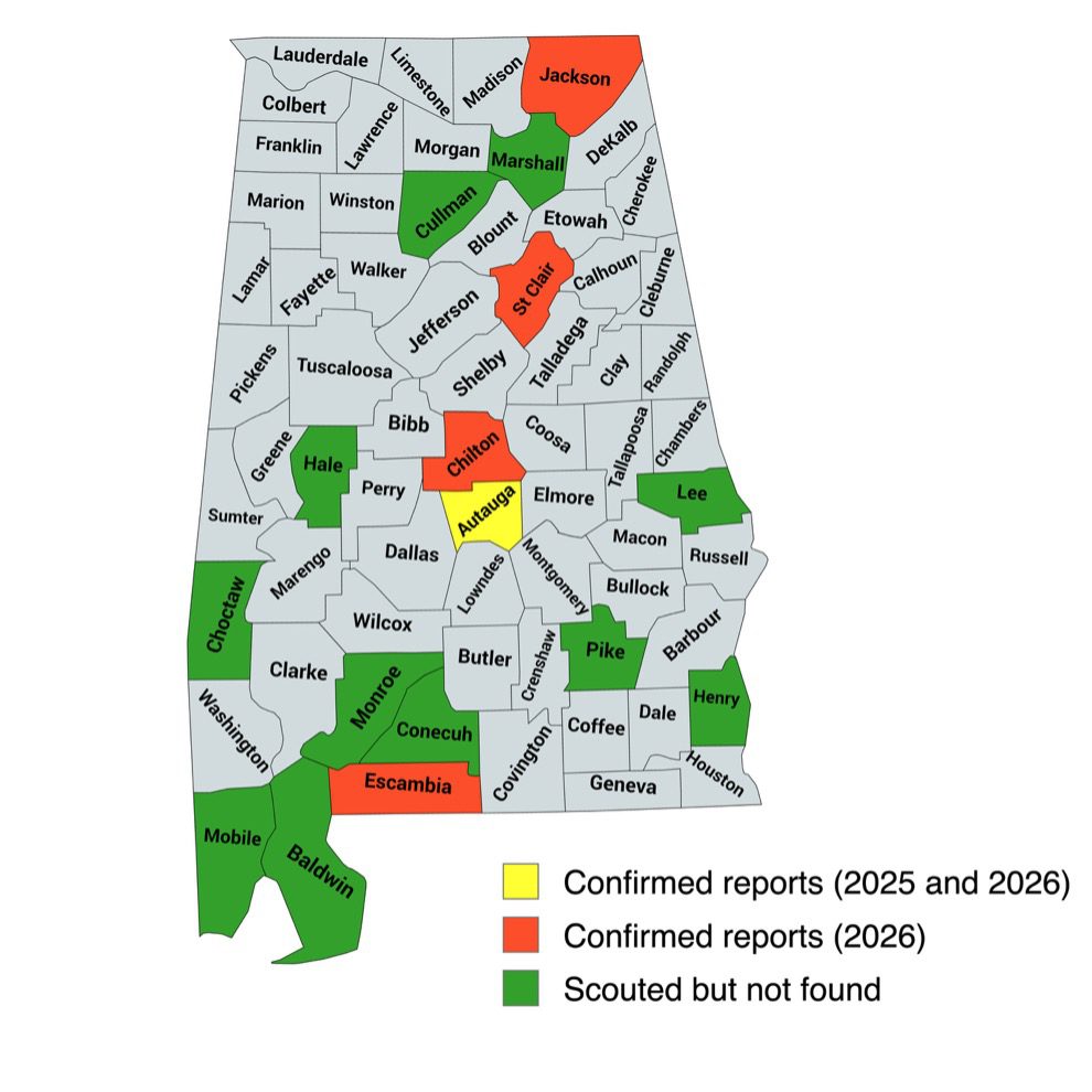 Alabama corn leafhopper map of Alabama depicting 12 counties scouted but not found, 1 county confirmed reports in 2025 and 2025 and 3 counties confirmed reports in 2026 other counties in gray not indicated
