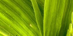 Corn leafhopper on plant
