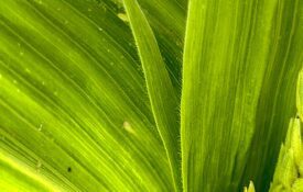 Corn leafhopper on plant