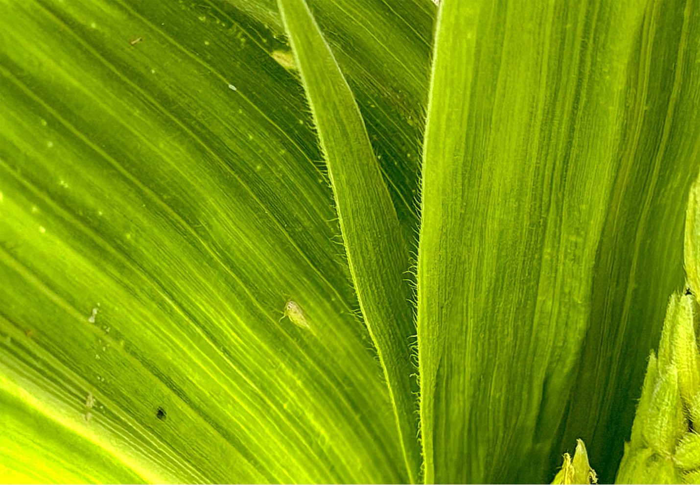 Corn leafhopper on plant