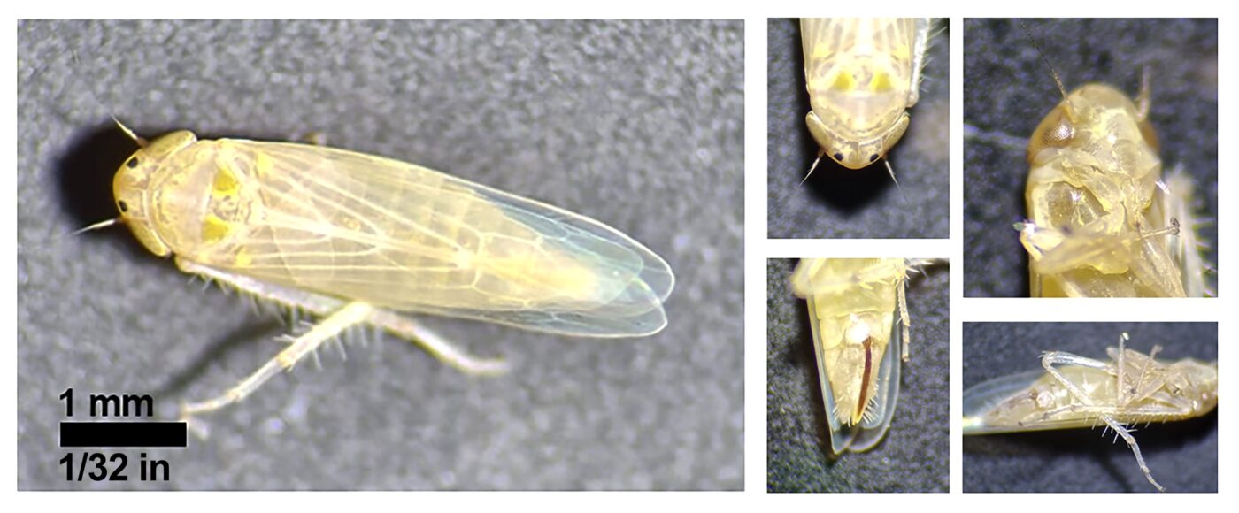 Adult corn leafhopper showing the pale-yellow body and the two distinctive dark spots with a white halo between the eyes.