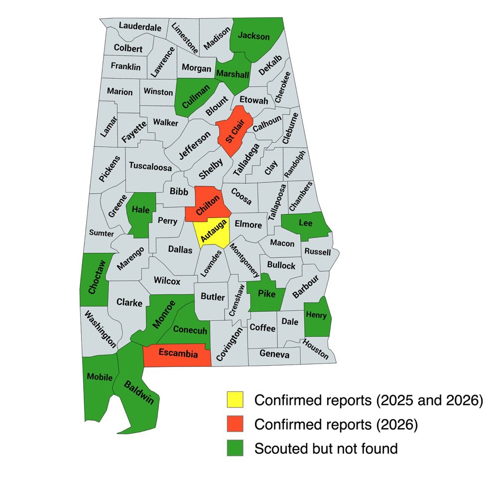 Alabama corn leafhopper map of Alabama depicting 12 counties scouted but not found, 1 county confirmed reports in 2025 and 2025 and 3 counties confirmed reports in 2026 other counties in gray not indicated