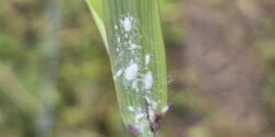 pasture mealybug on grass blade