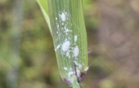 pasture mealybug on grass blade