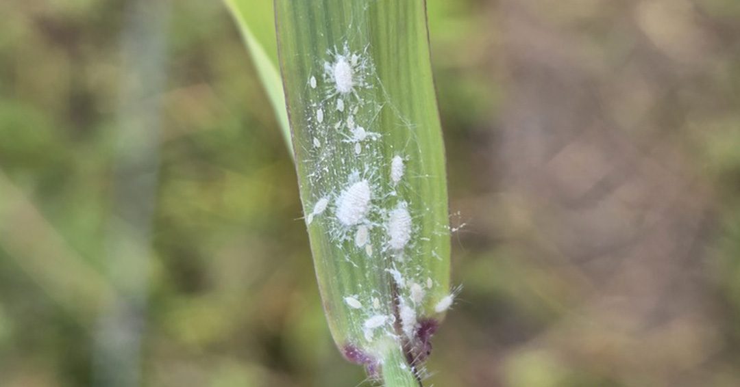 pasture mealybug on grass blade