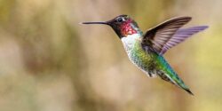 hummingbird flying