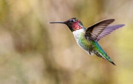 hummingbird flying
