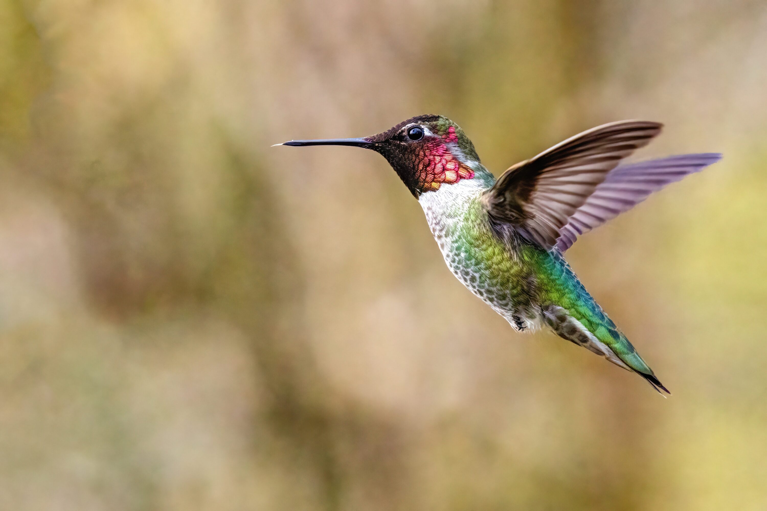 hummingbird flying