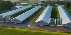 An aerial view of four commercial poultry houses.