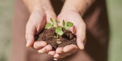A man's hand cupping soil with a green plant growing out of it.