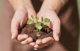 A man's hand cupping soil with a green plant growing out of it.