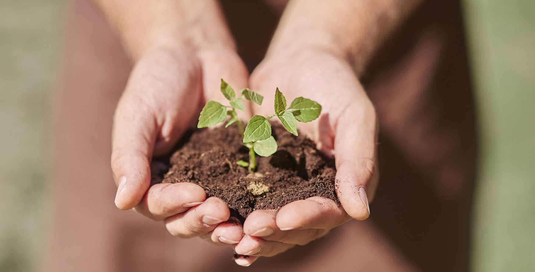 A man's hand cupping soil with a green plant growing out of it.