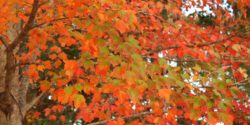 Fall orange and green leaves on tree.