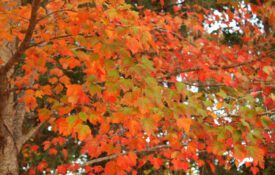 Fall orange and green leaves on tree.