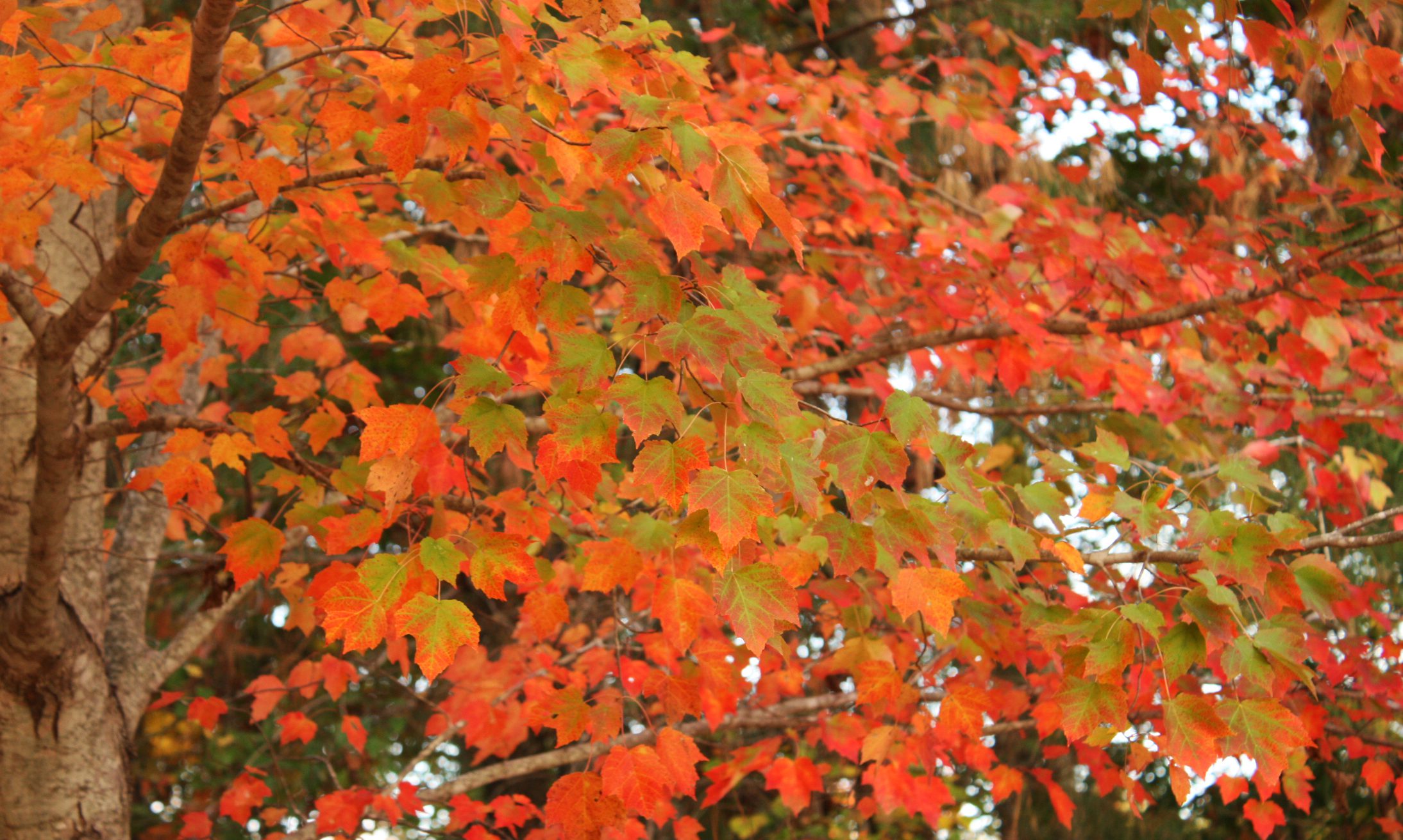 Fall orange and green leaves on tree.