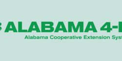 The Alabama 4-H logo on a sky blue background.