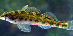 An Alabama darter fish.
