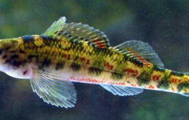 An Alabama darter fish.