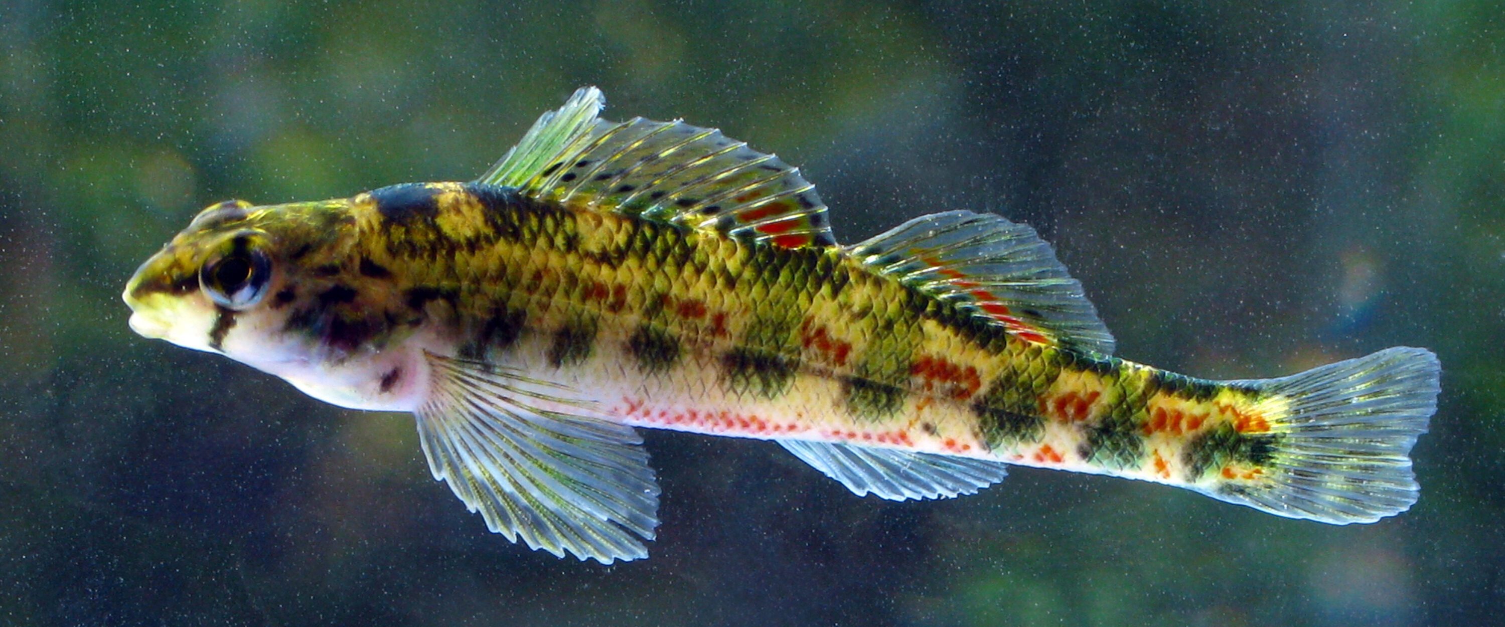 An Alabama darter fish.