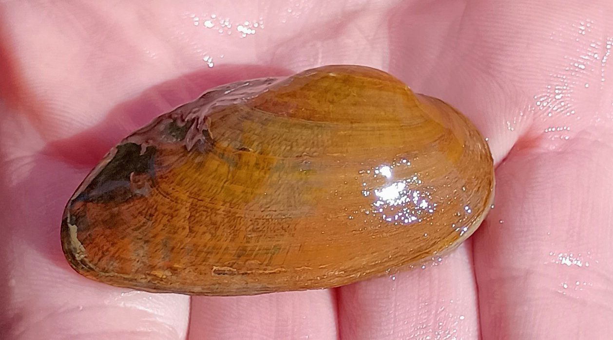A person's hand holding a Coosa moccasinshell.