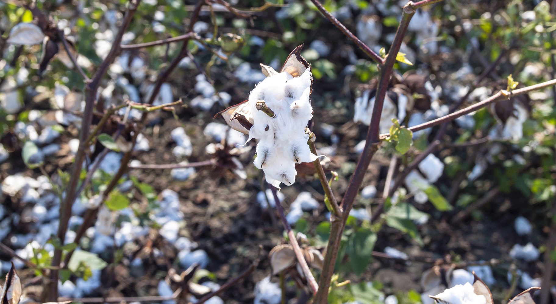 Cotton damage from Hurricane Michael