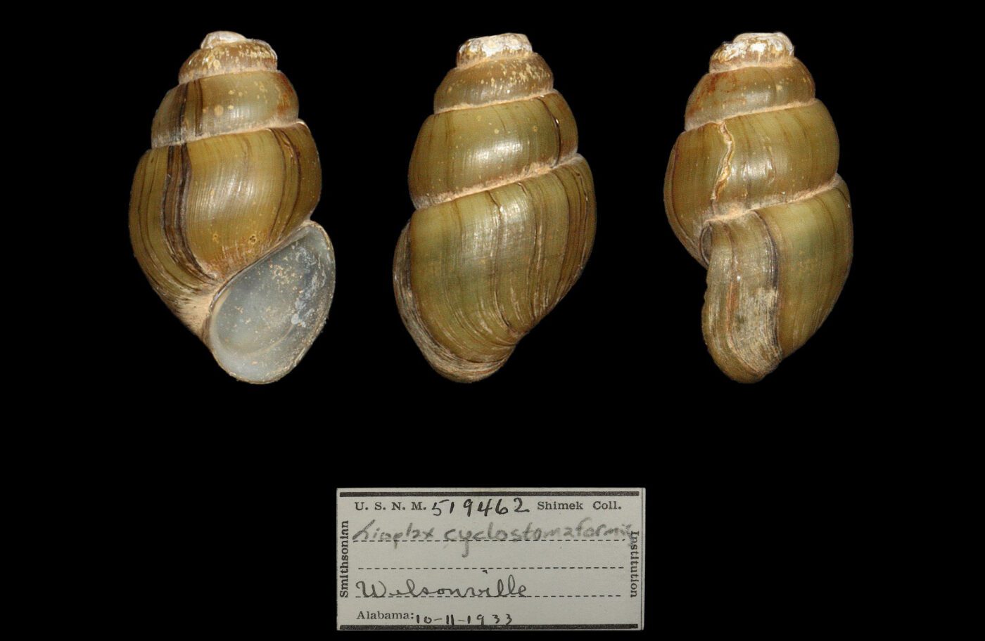 Cylindrical lioplax shells on a black background.