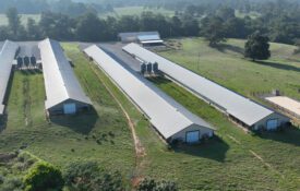 An aerial view of a four-house commercial broiler farm on terrain that slopes from highest to lowest points. The storage bladder is on the lowest terrain.