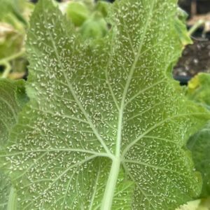 Heavy infestation of whiteflies on a squash leaf.