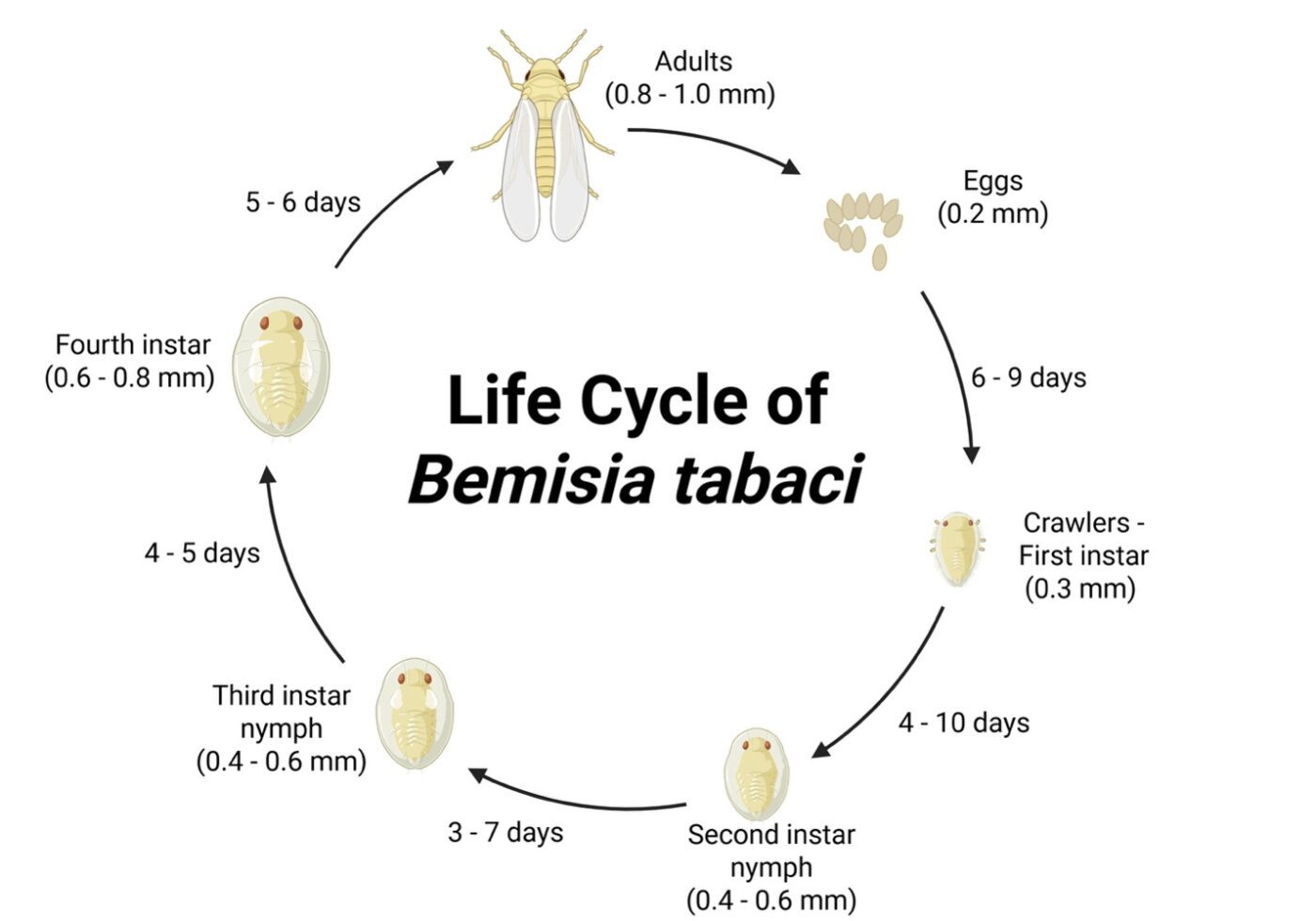 This chart illustrates the life cycle of Bemisia tabaci (commonly known as the sweetpotato whitefly), showing the insect's development from egg to adult. The cycle begins when adult whiteflies, measuring approximately 0.8 to 1.0 millimeters long, lay eggs that are about 0.2 millimeters in length. The eggs hatch after approximately 6 to 9 days into the crawler stage, also known as the first instar. This mobile stage measures about 0.3 millimeters. The first-instar crawler develops into a second-instar nymph over the course of 4 to 10 days. The second-instar nymph measures approximately 0.4 to 0.6 millimeters in length. After an additional 3 to 7 days, the insect molts into the third-instar nymph stage, which remains about 0.4 to 0.6 millimeters long. The third instar develops into the fourth instar in 4 to 5 days, increasing in size to approximately 0.6 to 0.8 millimeters. Finally, after another 5 to 6 days, the fourth instar emerges as an adult whitefly, measuring 0.8 to 1.0 millimeters in length, and the cycle begins again with egg laying.
