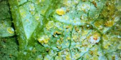 Developmental stages of whiteflies, including eggs and several nymphal instars, on a plant leaf.