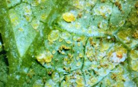Developmental stages of whiteflies, including eggs and several nymphal instars, on a plant leaf.