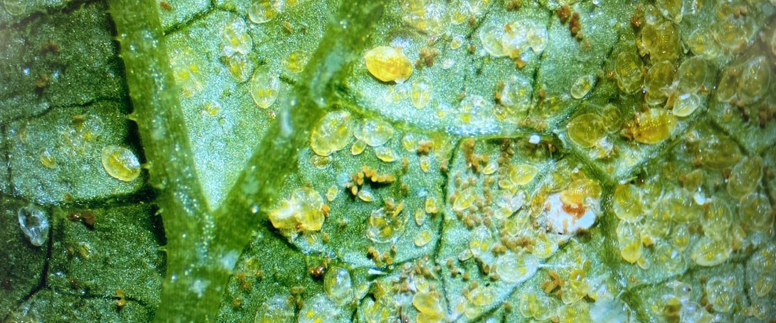 Developmental stages of whiteflies, including eggs and several nymphal instars, on a plant leaf.